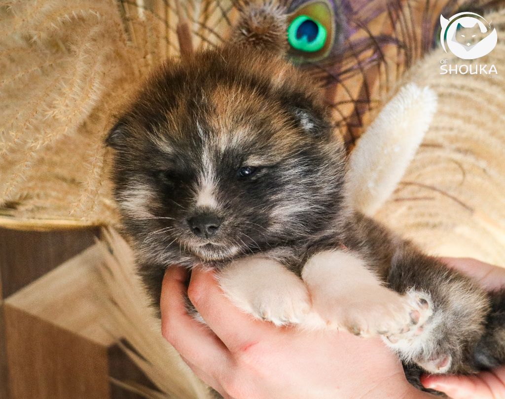 Of Shouka - Chiot disponible  - Akita