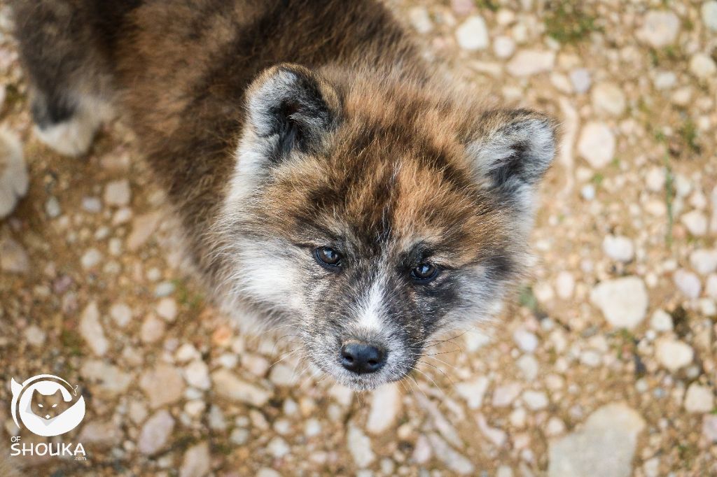 Of Shouka - Chiot disponible  - Akita