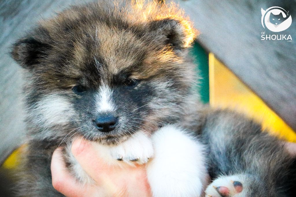 Of Shouka - Chiot disponible  - Akita