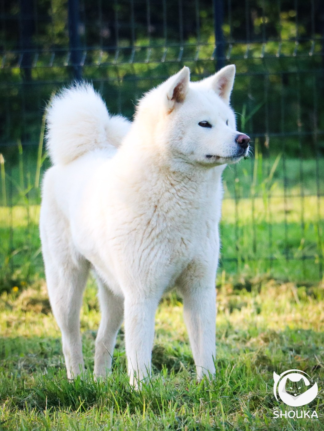 Umi Des Fideles Akita Ken