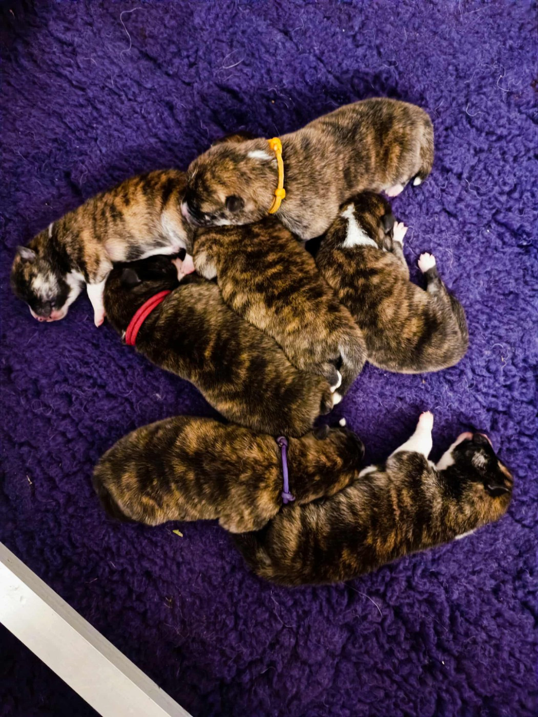 Naissance de nos chiots Akita Inu Portée Sakihito & Yamato 2025