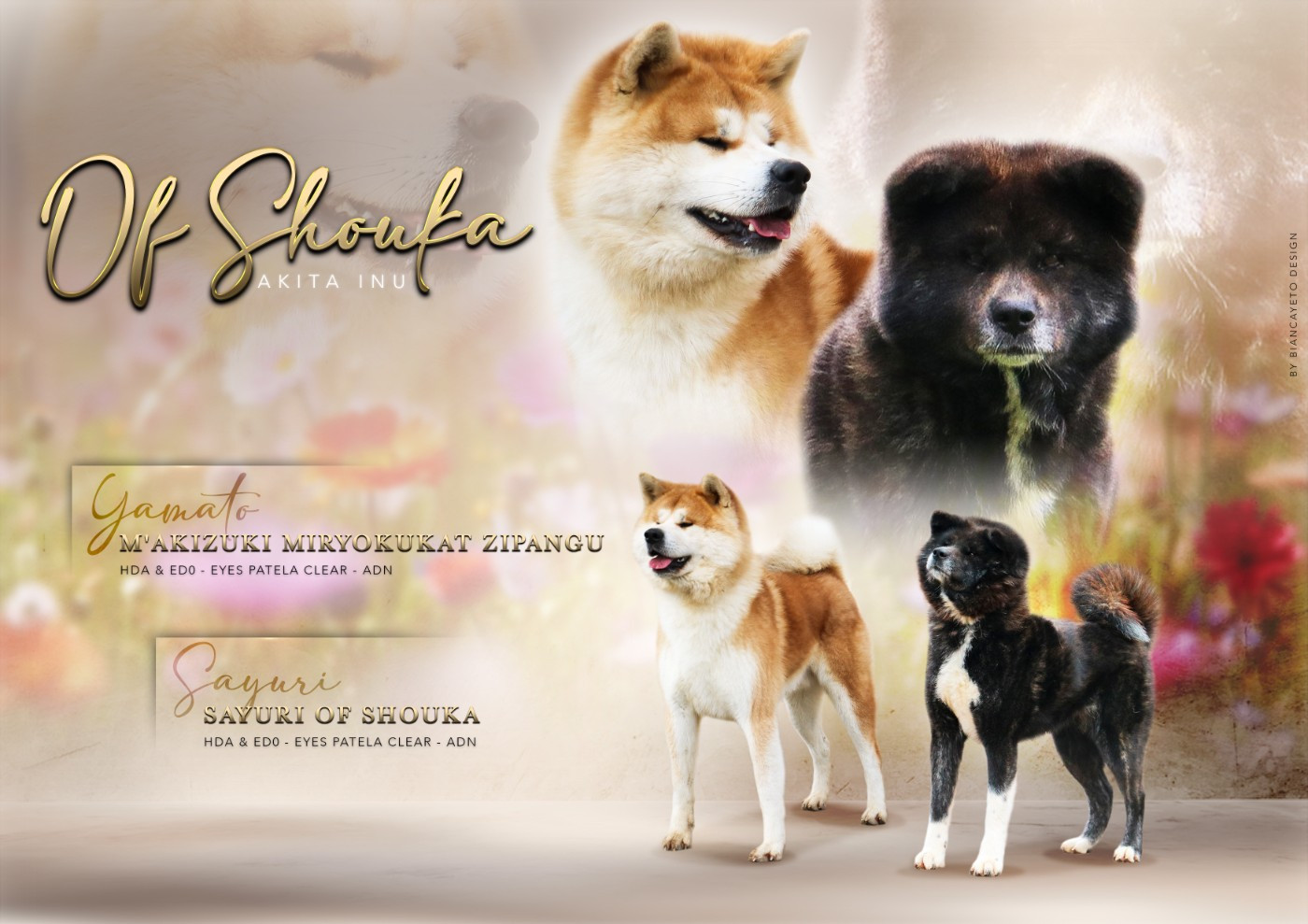 Of Shouka - Naissance de chiots Akita Inu Portée Sayuri & Yamato
