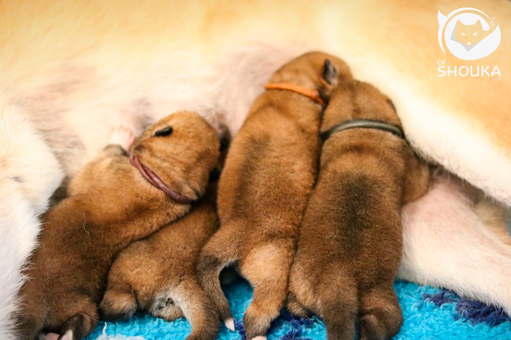 Of Shouka - Naissance des chiots de Neiiji & Dai