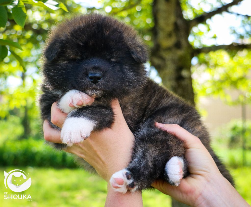 Of Shouka - Chiots disponibles - Akita