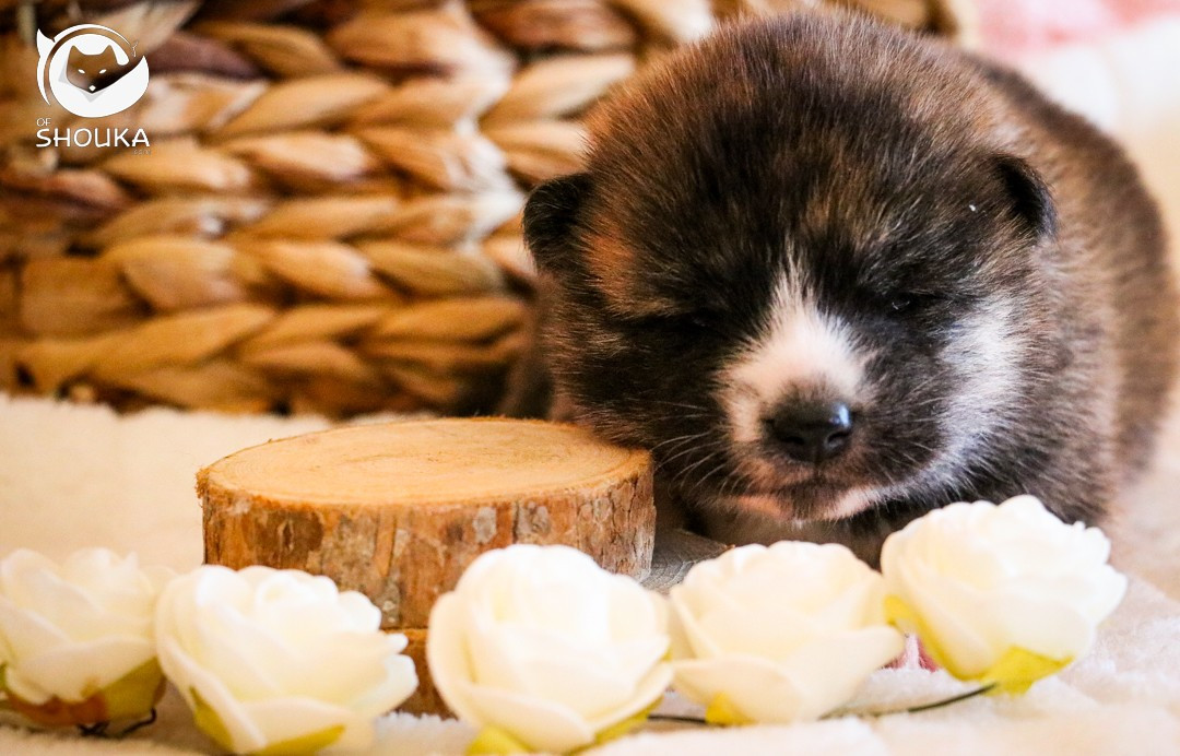 Of Shouka - Chiots disponibles - Akita