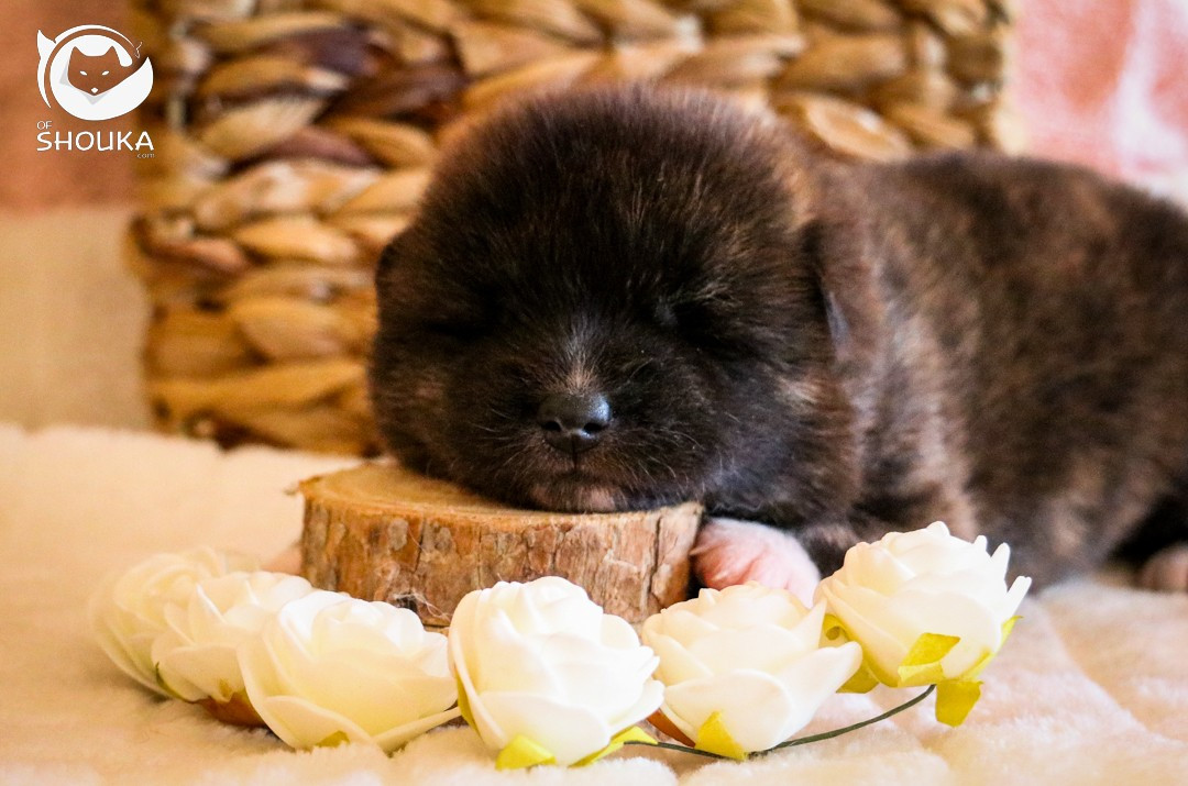 Of Shouka - Chiots disponibles - Akita