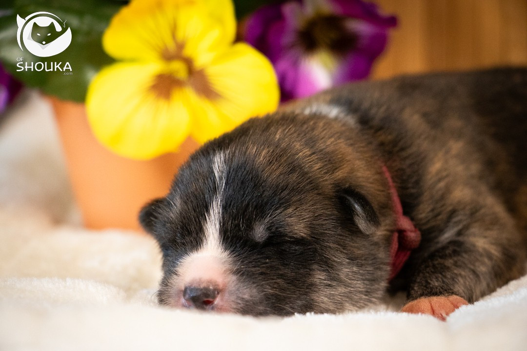 Of Shouka - Chiots disponibles - Akita