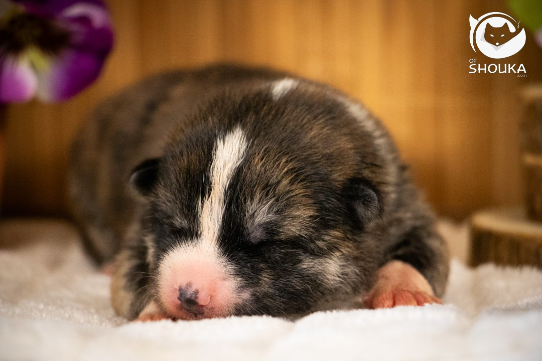 Of Shouka - Chiots disponibles - Akita