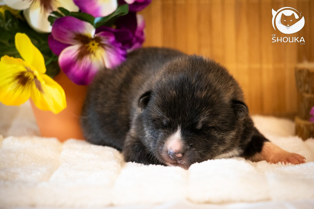 Of Shouka - Chiots disponibles - Akita