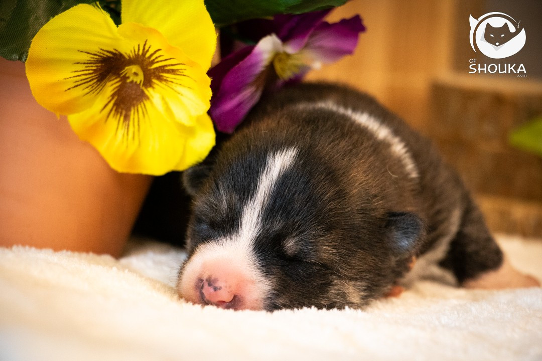 Of Shouka - Chiots disponibles - Akita