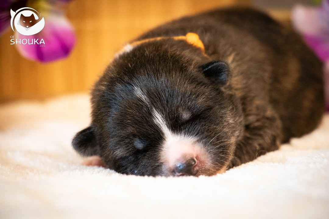 Of Shouka - Chiots disponibles - Akita
