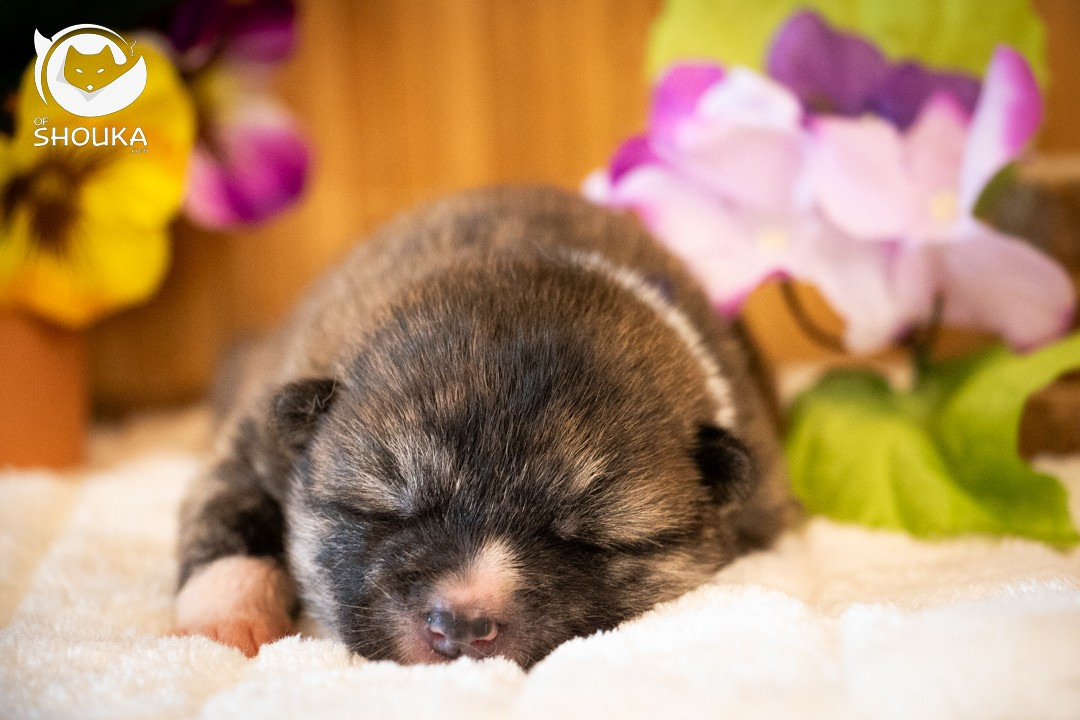 Of Shouka - Chiots disponibles - Akita