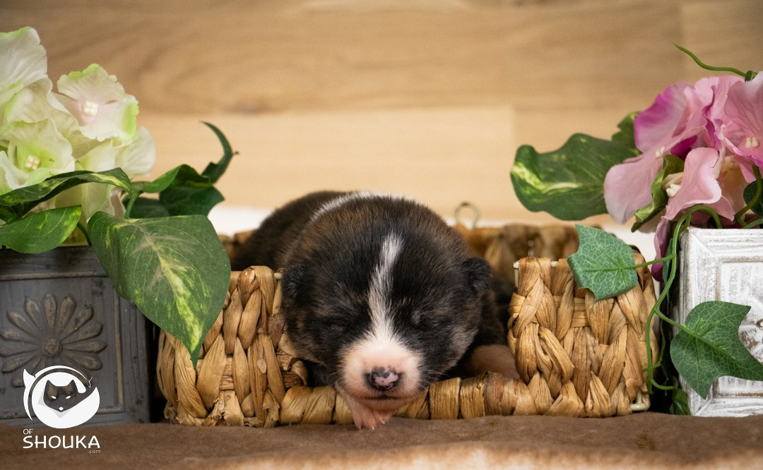Of Shouka - Chiots disponibles - Akita