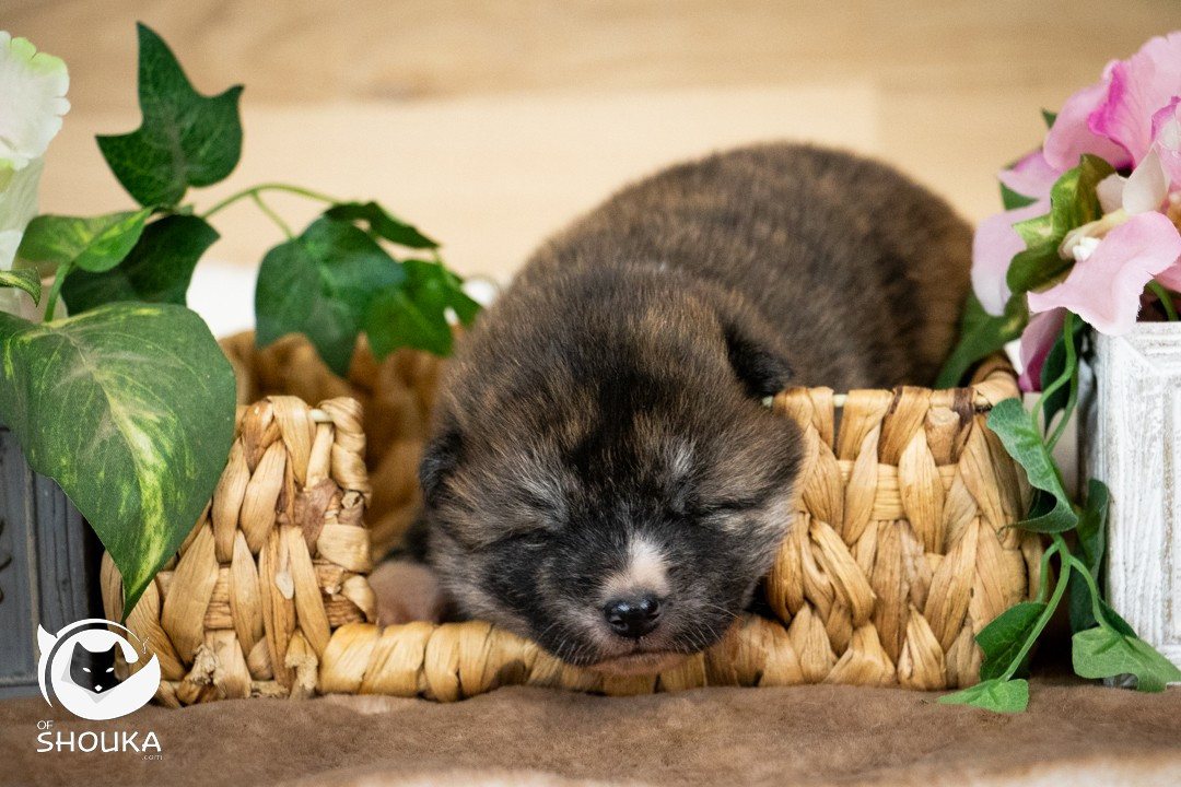 Of Shouka - Chiots disponibles - Akita