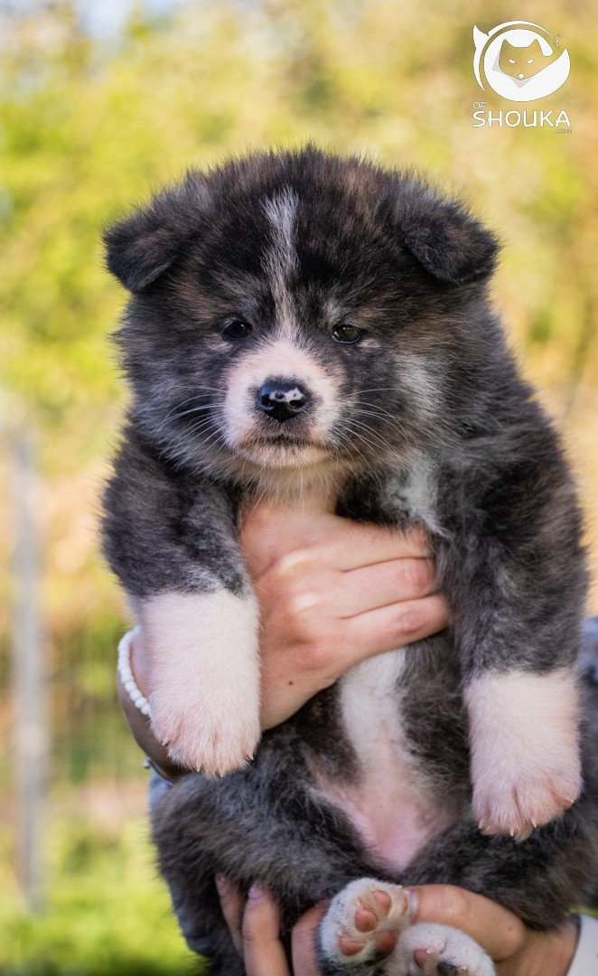 Of Shouka - Chiots disponibles - Akita