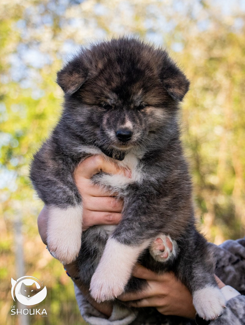 Of Shouka - Chiots disponibles - Akita