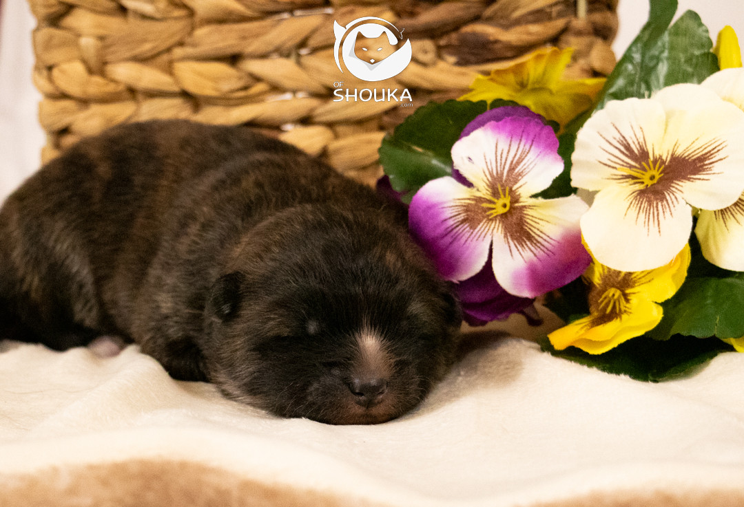 Of Shouka - Chiots disponibles - Akita