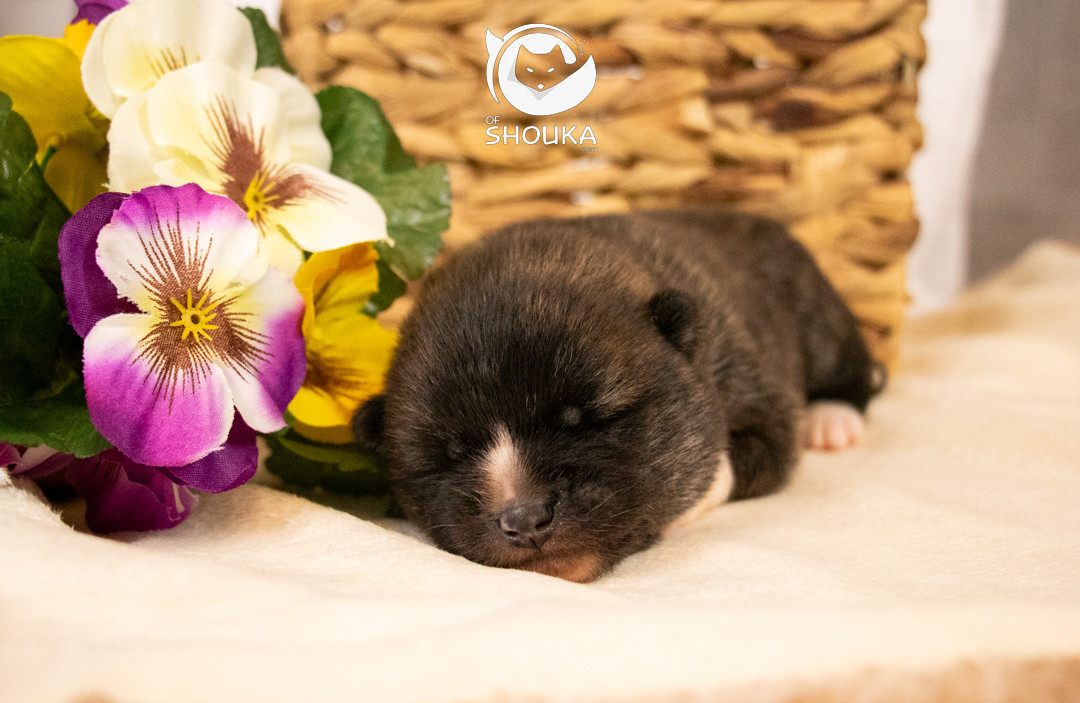 Of Shouka - Chiots disponibles - Akita