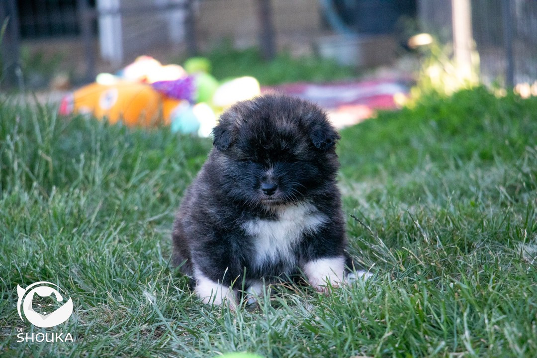 Of Shouka - Chiots disponibles - Akita