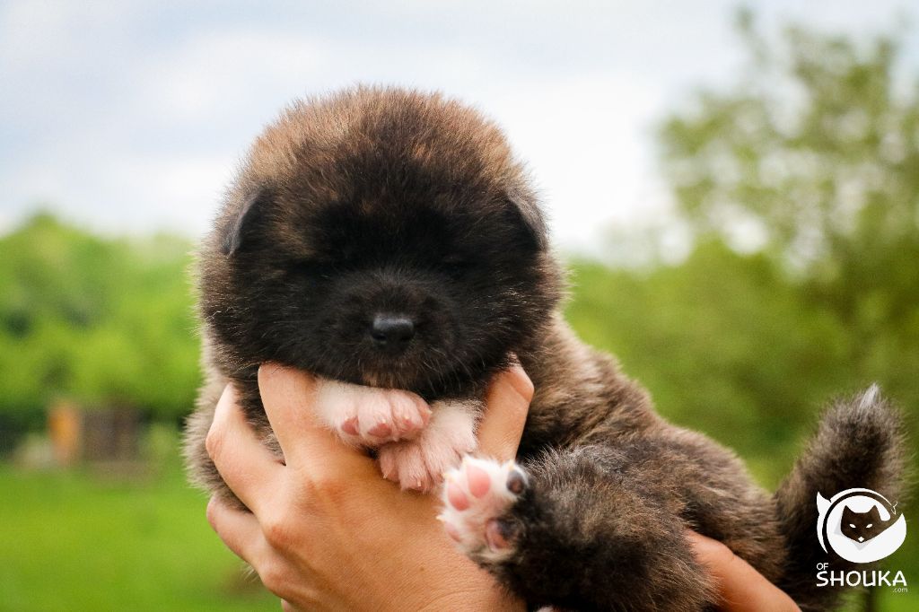 Of Shouka - Chiots disponibles - Akita