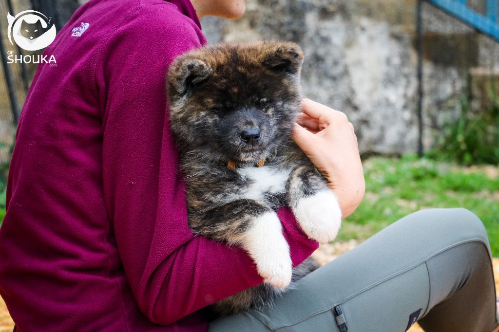 Of Shouka - Chiots disponibles - Akita