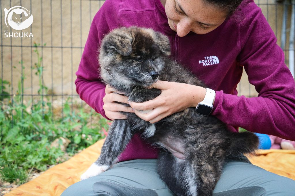 Of Shouka - Chiots disponibles - Akita