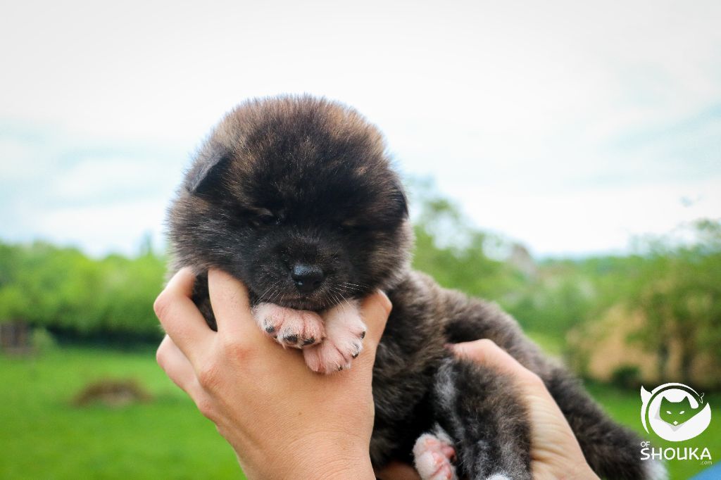 Of Shouka - Chiots disponibles - Akita